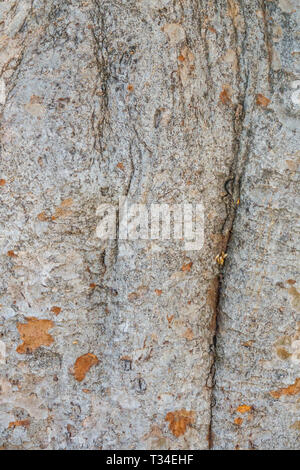 Nespole del Giappone, Eriobotrya japonica, corteccia di albero texture, tronco di albero Foto Stock