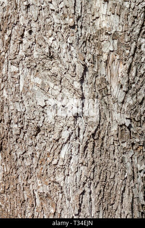 Shagbark Hickory, Carya ovata, corteccia di albero texture, tronco di albero Foto Stock