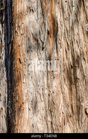 Cipresso calvo, Taxodium distichum, corteccia di albero texture, tronco di albero Foto Stock