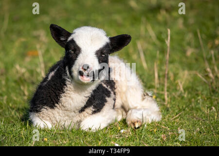 Un semplice agnello Jacob che si sdraia e sanguina a sua madre Foto Stock