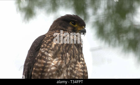 In prossimità di una nuova zelanda falcon Foto Stock