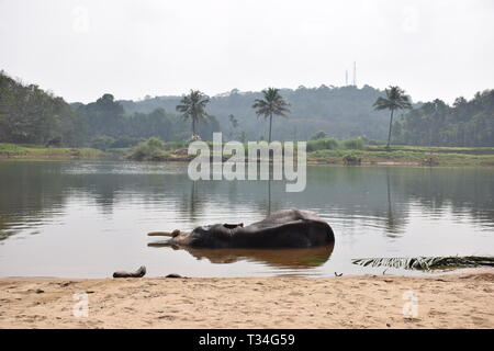 elefante bagno e riposo nel fiume Foto Stock