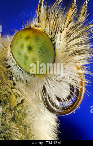 Micro close-up di cavolo bianco butterfly, cercando di hung-over. Foto Stock