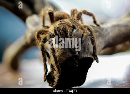 Close-up di una tarantola su un ramo, Indonesia Foto Stock