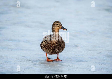 Mallard duck in piedi su un lago ghiacciato, British Columbia, Canada Foto Stock