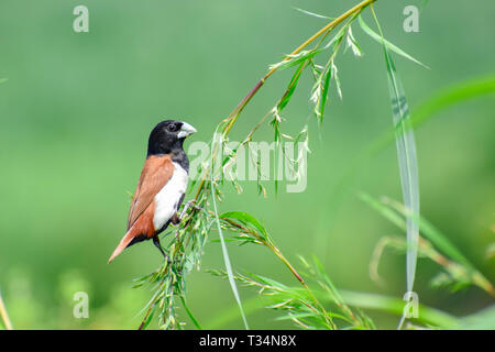 Tricolore munia su un ramo, India Foto Stock