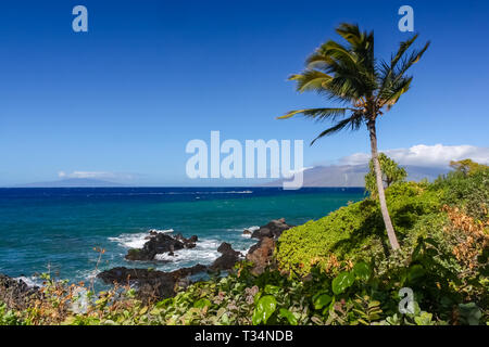 Lone Palm tree su una costa rocciosa, Maui, Hawaii, Stati Uniti Foto Stock