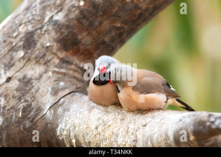 Piccolo, grazioso uccelli, uccelli finchs sul ramo di albero . Il concetto di amore. Foto Stock