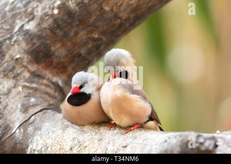 Piccolo, grazioso uccelli, uccelli finchs sul ramo di albero . Il concetto di amore. Foto Stock