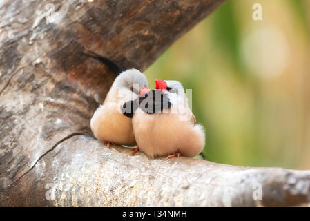 Piccolo, grazioso uccelli, uccelli finchs sul ramo di albero . Il concetto di amore. Foto Stock