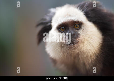 Ritratto di un divertente piccola scimmia nero-tufted , marmoset Callithrix penicillata. Foto Stock