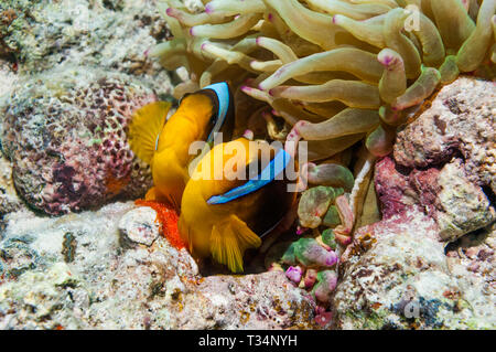 Mar Rosso [anemonefish Amphiprion bicinctus] femmina di deposizione delle uova con il maschio di chiudere dietro di fertilizzare loro, in corrispondenza della base della magnifica anemone [Heteracti Foto Stock