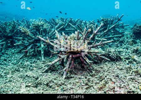 Reef artificiale. Questi impulso breve 'eco barriere coralline' sono progettati per stabilizzare il coral macerie sulle barriere coralline danneggiate, dando coralli duri la possibilità di crescere. Bunaken Foto Stock