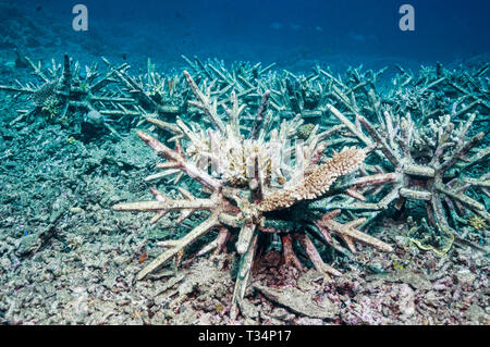 Reef artificiale. Questi impulso breve 'eco barriere coralline' sono progettati per stabilizzare il coral macerie sulle barriere coralline danneggiate, dando coralli duri la possibilità di crescere. Bunaken Foto Stock