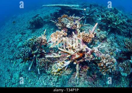 Reef artificiale. Questi impulso breve 'eco barriere coralline' sono progettati per stabilizzare il coral macerie sulle barriere coralline danneggiate, dando coralli duri la possibilità di crescere. Bunaken Foto Stock