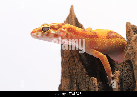 Leopard gecko su un pezzo di legno, Indonesia Foto Stock