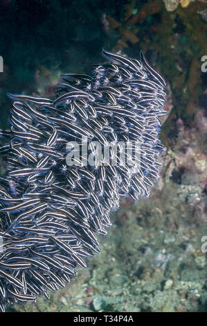 Fiancheggiata catfish [Plutosus lineatus] nella scuola di densa. Papua Nuova Guinea. Indo-West pacifico. Foto Stock