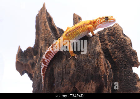 Leopard gecko su un pezzo di legno, Indonesia Foto Stock