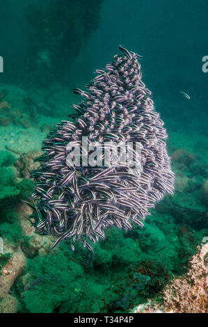 Fiancheggiata catfish [Plutosus lineatus] nella scuola di densa. Papua Nuova Guinea. Indo-West pacifico. Foto Stock