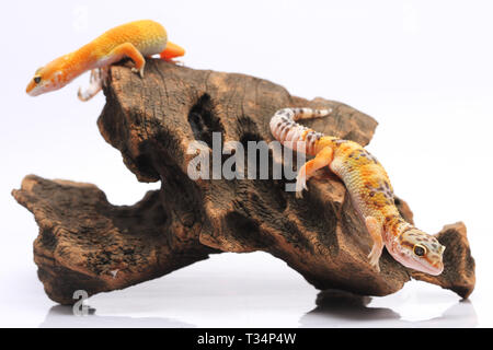 Due gechi Leopard su un pezzo di legno, Indonesia Foto Stock