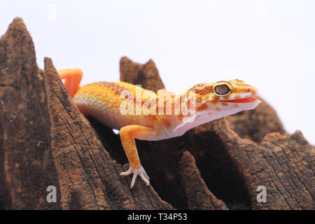 Leopard gecko su un pezzo di legno, Indonesia Foto Stock