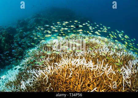Blu Verde [Chromis chromis viridis] su corallo acropora in cui essi shelter. Bunaken Marine Park, Nord Sulawesi, Indonesia. Indo-West pacifico. Foto Stock