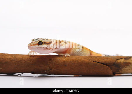 Leopard gecko su un pezzo di legno, Indonesia Foto Stock