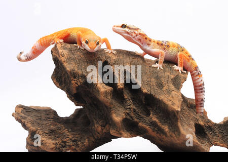 Due gechi Leopard su un pezzo di legno, Indonesia Foto Stock