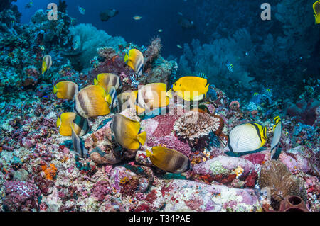 Klein, butterflyfish un vagabondo butterflyfish [Chaetodon vagabundus] e una a tre spot angelfish [Apolemichthys trimaculatus] sulla barriera corallina. Ad Ambon, Foto Stock