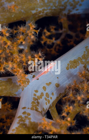 E Triplefin flatworms su soft coral. Indonesia. Foto Stock