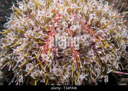 Flower ricci di mare [Toxopneustes pileolus], mostrando il venemous pedicillariae]. Nord Sulawesi, Indonesia. Indo-West pacifico. Foto Stock