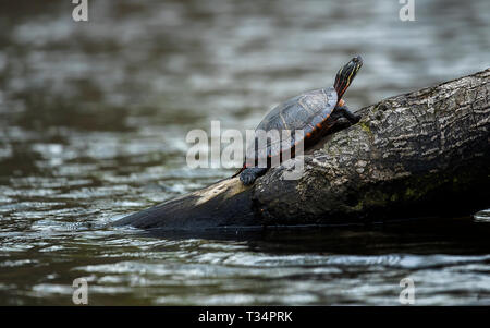 Pittore turtle in New York Foto Stock