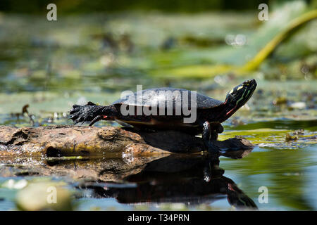 Pittore turtle in New York Foto Stock