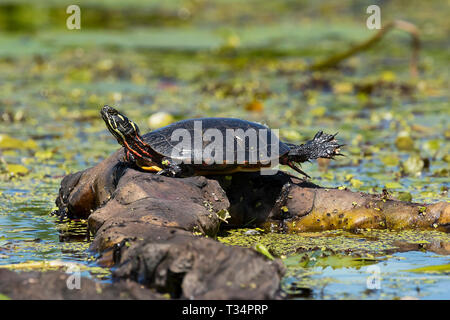 Pittore turtle in New York Foto Stock