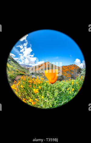 Circolare unica prospettiva fisheye di arancione brillante papaveri blooming sul pendio di una collina nel lago Elsinore durante una giornata splendente. Foto Stock