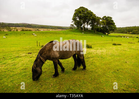 I cavalli in un campo nei pressi di Cassley cade a Invercassley, Lairg, Scozia. Foto Stock