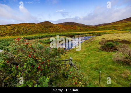 Boccola con bacche rosse sorge accanto a Caen bruciare vicino Helmsdale in Sutherland, Scotland, Regno Unito. Foto Stock