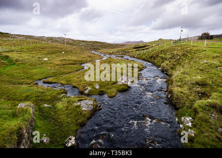 Pecore pascolano accanto a una corrente che fluisce attraverso un campo vicino Blairmore in Sutherland, Scozia settentrionale. Foto Stock