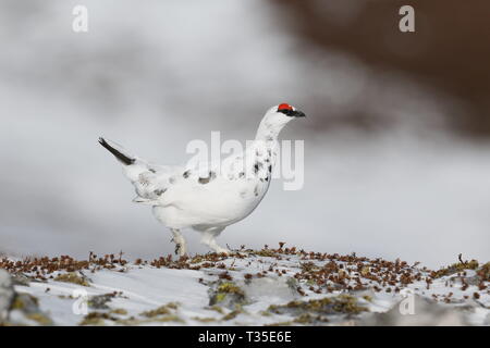 Pernice bianca, Lagopus mutus, maschio a piedi attraverso snowy top Foto Stock