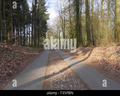 Strada di pannelli di cemento attraverso una foresta nel Meclemburgo-Pomerania occidentale. Luce e ombre a basso angolo, Groß Görnow MV Foto Stock