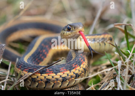 Common garter snake (Thamnophis sirtalis) con la lingua di fuori, Iowa, USA. Foto Stock