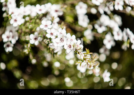 Fioritura delle piante di mirto famiglia Nuova Zelanda manuka in piena e prolifica molla stagionali bloom. Foto Stock