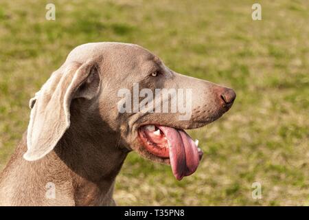 Dettaglio del Weimaraner. Cane da caccia nel prato. Cane agli occhi. Hound sulla caccia. Giovani Weimaraner. Foto Stock