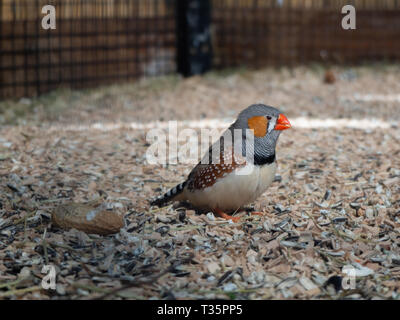Poco colorati uccelli fringuello permanente al fondo della sua gabbia. Foto Stock