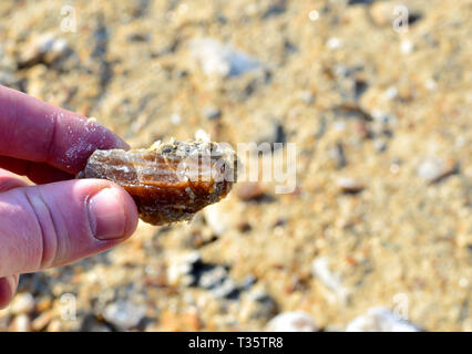 Frammento di una pietra di gesso minerale in una mano d'uomo Foto Stock