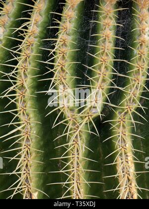 Righe di spine su una canna d'Oro Cactus / Golden Ball / Suocera cuscino (Echinocactus grusonii), una specie endemica di Messico, Lanzarote. Foto Stock