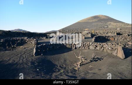 I vitigni che crescono su terreni ricoperti di cenere vulcanica 'lapilli' protetta dal vento dal basso, pareti curve 'zocos', La Geria regione, Lanzarote Foto Stock