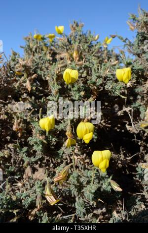 Giallo (ononide Ononis hesperia / Onis natrix hesperia) fioritura su un promontorio costiero, Lanzarote, Isole Canarie, febbraio. Foto Stock