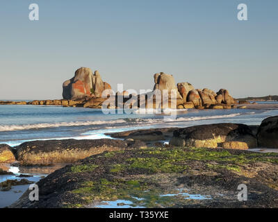 Chiudere il colpo di alghe rocce coperte a rocce picnic in Tasmania Foto Stock