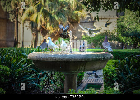 Piccioni di bere dalla fontana di acqua in Malaga nella cattedrale di calmante garden Foto Stock